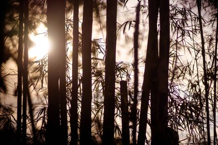 Bamboo Forestの写真素材