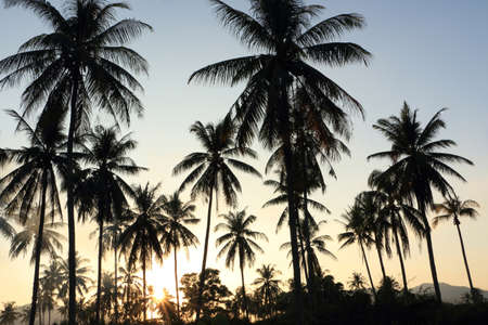The sunset The coconut groves, Phuket, Thailandの写真素材