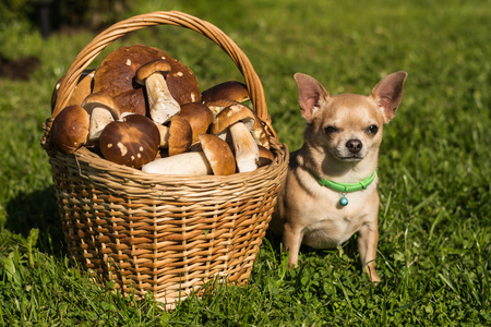 The dog and the mushroomsの写真素材