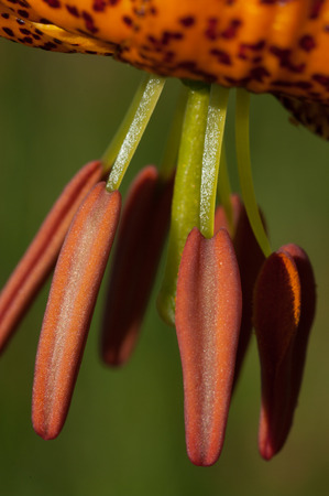 Tiger Lily (Lilluim columbianum) stamen details.の写真素材