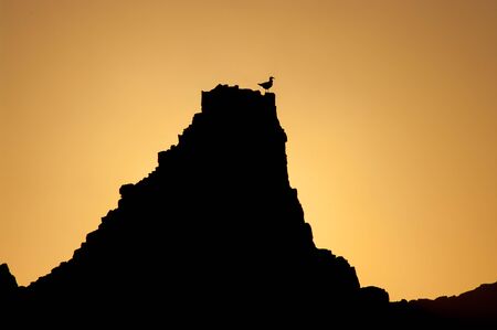 Gull perched on a rock at sunset.の写真素材