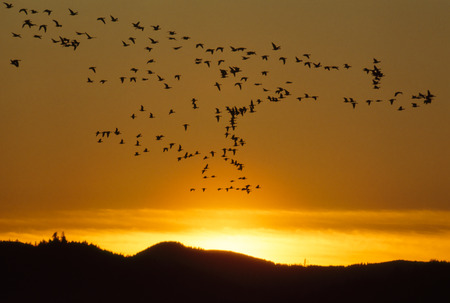 Geese At Sunset. Branta canadensis.の写真素材