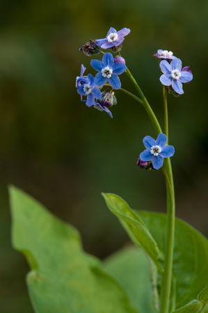 Pacific Hound's Tongue - Cynoglossum grandeの写真素材