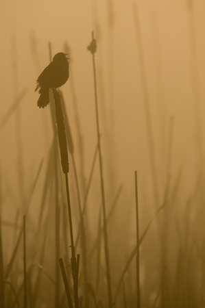 A red-winged blackbird sits and sings on a catail in a  marsh on a foggy morning. Finley National Wildlife Refuge, Willamette Valley, Oregon. Soft focus for background use.の写真素材