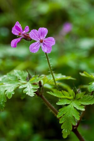 Herb Robert (Geranium robertianum) is becoming one of the most common invasive species in western Oregon.の写真素材