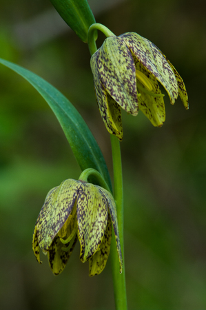 Checker Lily - Fritillaria affinisの写真素材