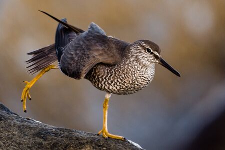 Wandering Tattler (Tringa incana) stretching wing and leg. Ocean Shores, Washington.の写真素材