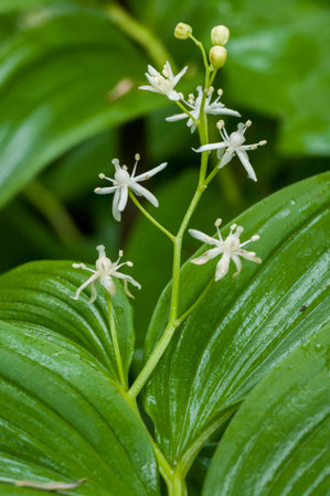 Starry False Solomon's-Seal   (Maianthemum stellatum)の写真素材