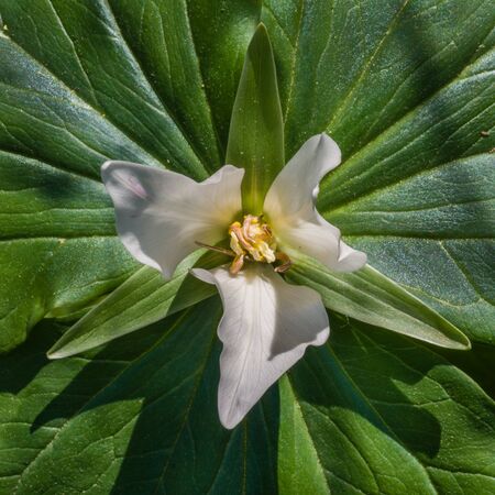 Three leaves, three sepals, three petals. Giant White Wakerobin (Trillium albidum). Finley National Wildlife Refuge, Oregongの写真素材