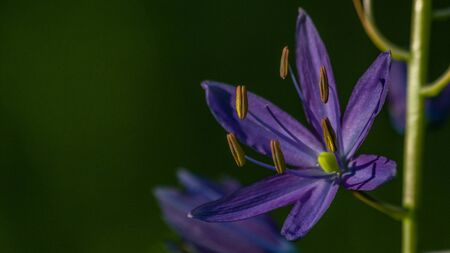 Cama Lily (Camassia quamash).の写真素材