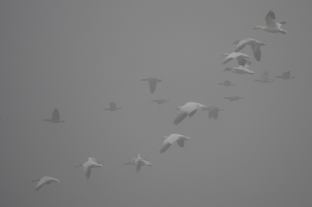 Snow Geese and Canada Geese in flight on a foggy morning after being harassed by an American Bald Eagle.Finley National Wildlife Refuge, Oregonの写真素材