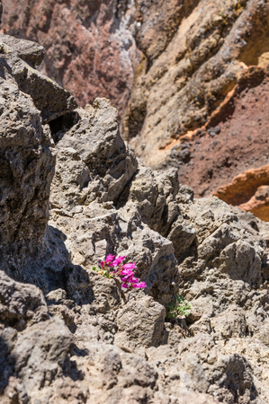 Appropriately named Rock Penstemon (Penstemon rupicola) growing in rocky habitat. Mount Washington Wilderness, Oregon.の写真素材