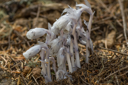 Indian Pipe (Monotropa uniflora) grows in the understory of the old-growth forests of the Pacific Northwest and through out most of North America.の写真素材