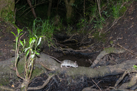 Norway (Rattus norvegicus) rat crosses a stream at night in a common area next to housing development.の写真素材