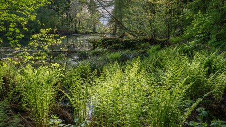 A pond in the Oregon Coast Range.