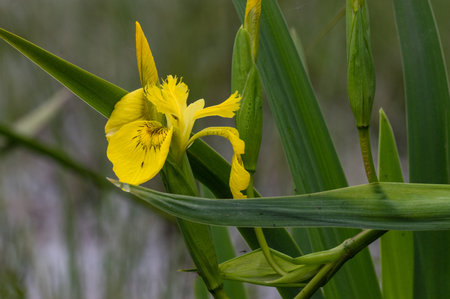 Invasive Yellow flag-iris (Iris pseudacorus) in a marsh.