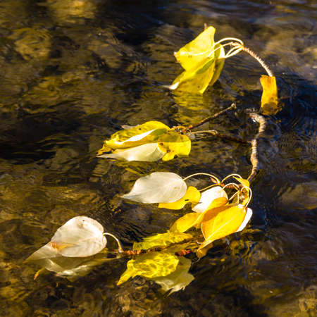 Cottonwood leaves in the Cle Elum River, Washington.の写真素材