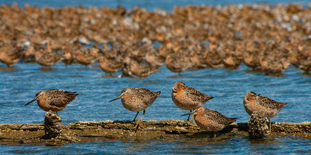 Short-billed Dowitchers (Limnodromus griseus) at rest.