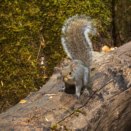 Eastern Gray Squirrel (Sciurus carolinens) is an invasive species in Western Oregon.