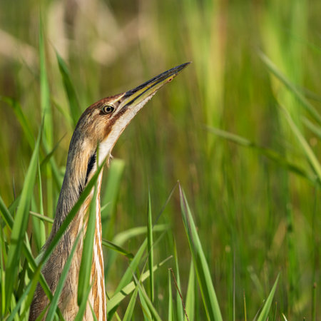 Heads Up! American Bittern (Botaurus lentiginosus)の写真素材
