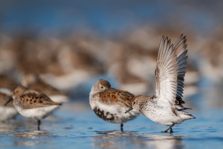 Ready For Take Off - A Western Sandpiper (Calidris mauri) streches his wings as a Dunlin (Calidris alpina) sits nearby watching. Bottle Beach State Park, WAの写真素材