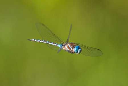 Blue-eyed Darner (Aeshna multicolor) hovers over a marsh in Western Oregon.Finley National Wildlife Refuge, Oregonの写真素材