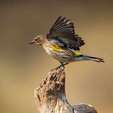 Yellow-rumped Warbler (Setophaga coronata)Eastern Oregon