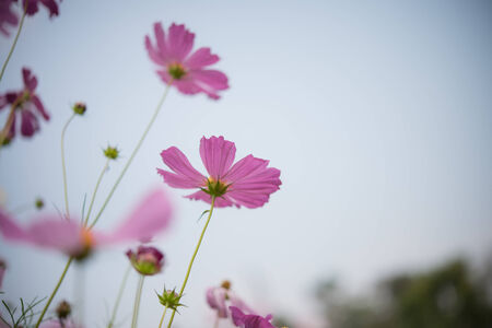 cosmos flowers in vintage styleの写真素材