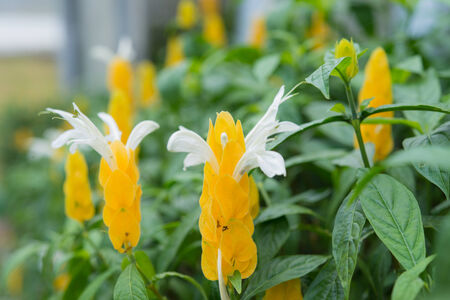 Beautiful flower garden in Chiang mai, Thailand - public place, selective focusの写真素材