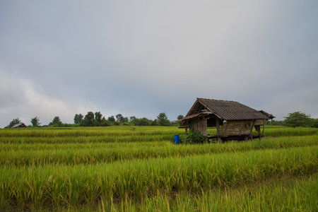 Beautiful hut & terraced rice on Mountain, Chiangmai Province, Northern of Thailandの写真素材
