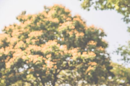 Abstract blurred big green park defocus background - Vintage effect styleの写真素材