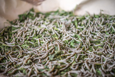 Silk Worm on Green Mulberry Leaf