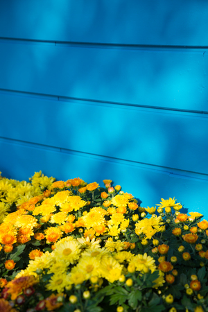 Yellow flower on blue wooden background with copy spaceの写真素材