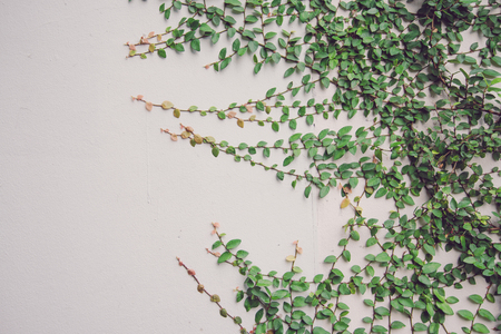 Detail of green climbing plants on wall background - Natural outdoor concept vintage tone with copy spaceの写真素材