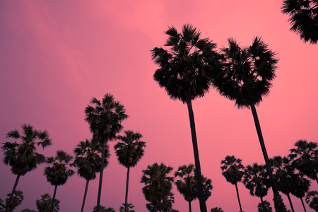 Silhouette of sugar palm trees in sunrise - Tropical summer holiday, color tone effectの写真素材
