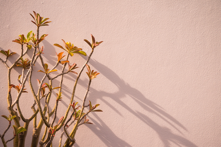 Potted plant in spa resort with copy spaceの写真素材