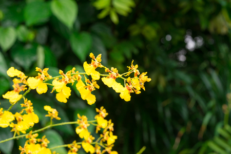 Beautiful yellow orchidsの写真素材