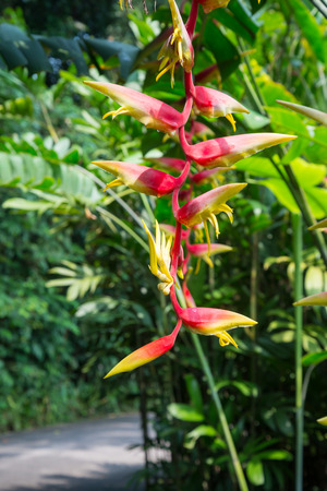 Heliconia flowerの写真素材