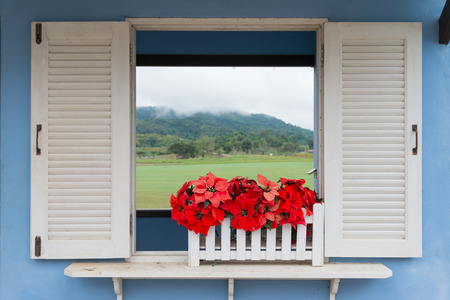 Red flower window decoration in simple blue coffee shop cafeの写真素材