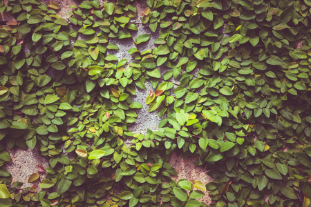 Detail of green climbing plants on  wall background - Natural outdoor conceptの写真素材
