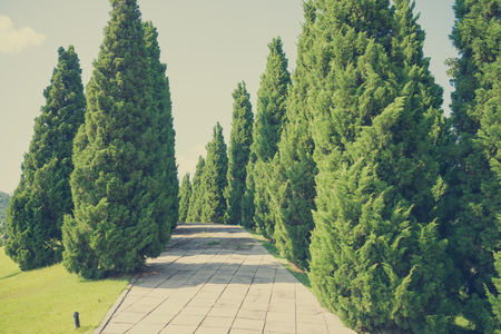 Beautiful pine tree and walkway in big park Chiang mai, Thailand - Retro filter effectの写真素材