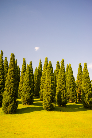 Beautiful pine tree in big park - Chiang mai, Thailandの写真素材