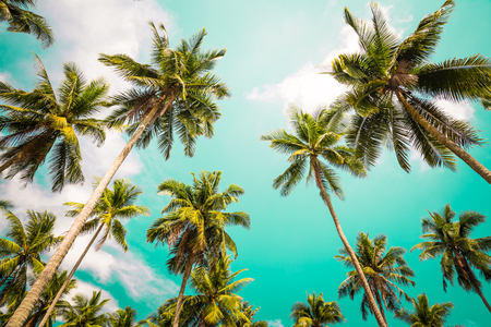 Beautiful coconut palm trees farm, Travel summer holiday concept - Vintage toneの写真素材