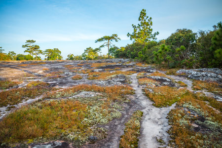 Pine forest and moss fern over rock  - Phukradung national park in Thailandの写真素材