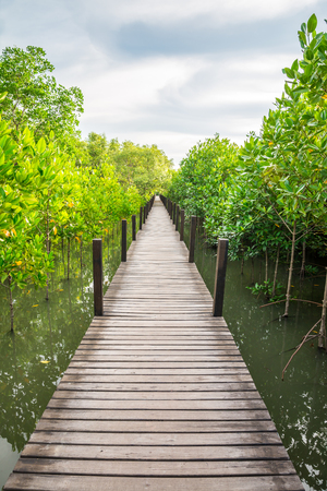 Mangrove forest in Thailandの写真素材