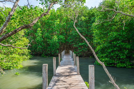 Long wood bridge in mangrove forest, Chanthaburi Thailandの写真素材