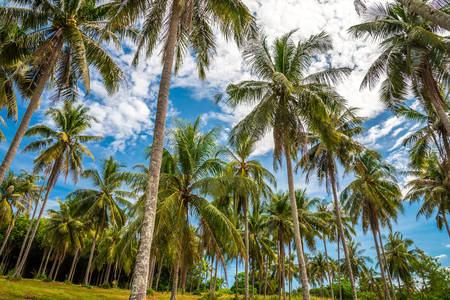 Beautiful coconut palm trees farm in Koh Mak island Thailandの写真素材