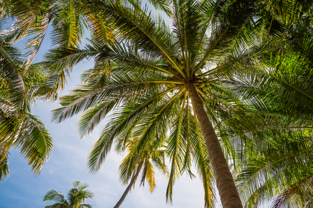 Coconut palm trees farm with sunlight against blue skyの写真素材