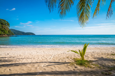 Coconut palm tree on beautiful tropical island beach - Koh Kood, Trat Thailandの写真素材