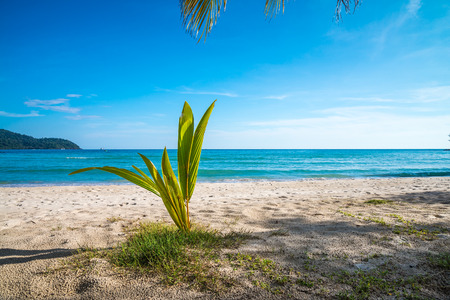 Coconut palm tree on beautiful tropical island beach - Koh Kood, Trat Thailandの写真素材